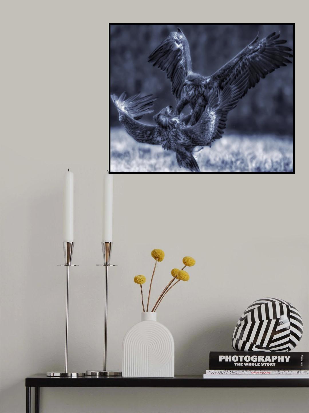 Eagle fights Poster och Canvastavla