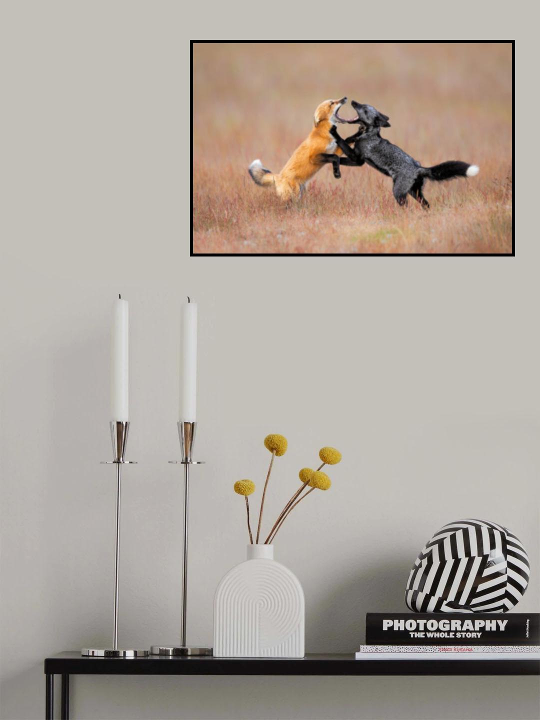 Foxs Playing Poster och Canvastavla