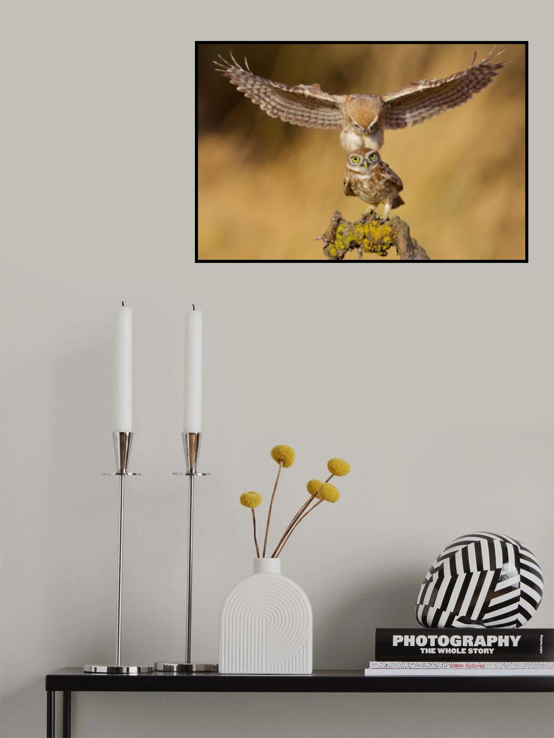 Little owls Poster och Canvastavla