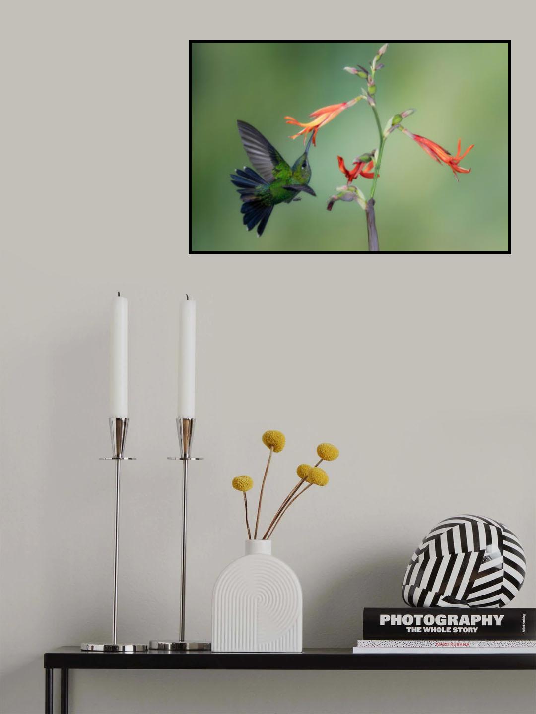 A Green-crowned Brilliant Poster och Canvastavla