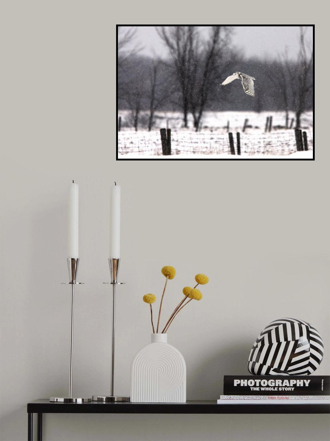 Snowy Owl flying through the snow Poster och Canvastavla