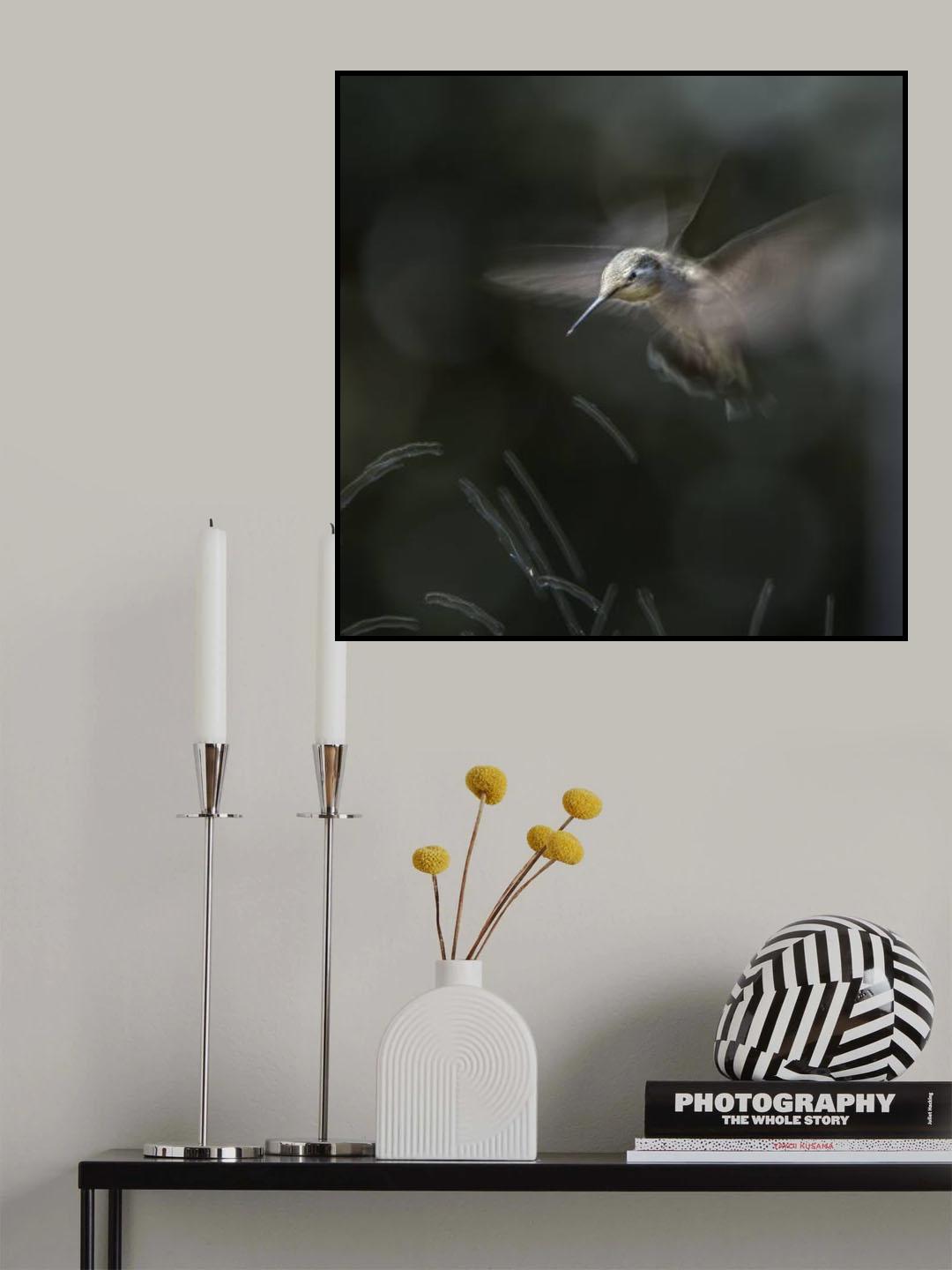Humming bird dance Poster och Canvastavla