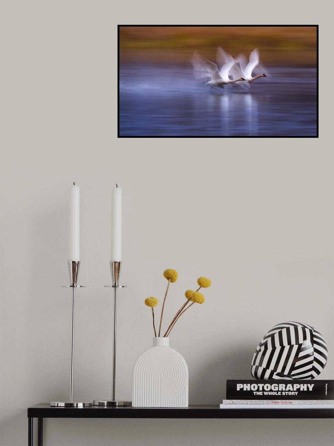 White swans taking off Poster och Canvastavla