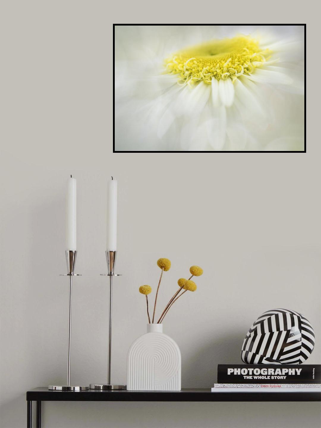 Shasta Daisy Poster och Canvastavla