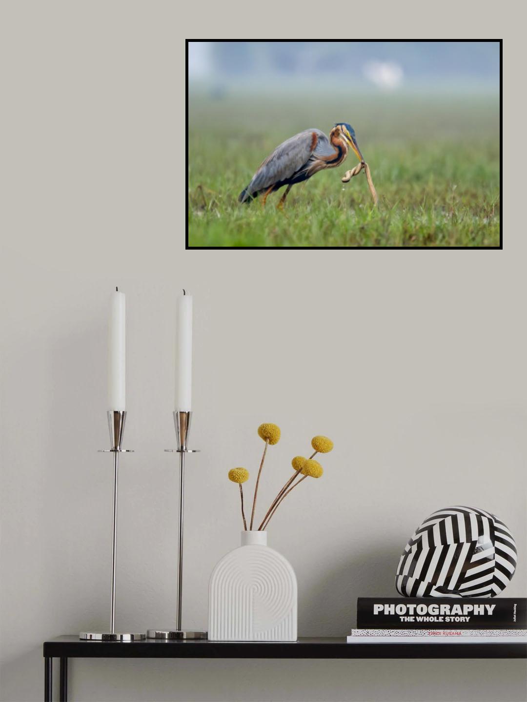 Purple Heron with its catch Poster och Canvastavla