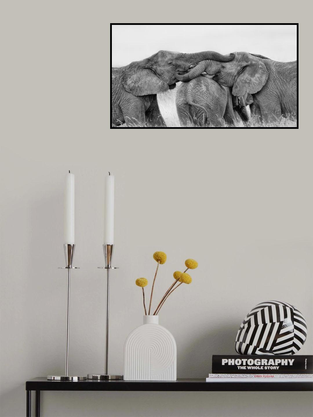 Elephant Playing Poster och Canvastavla