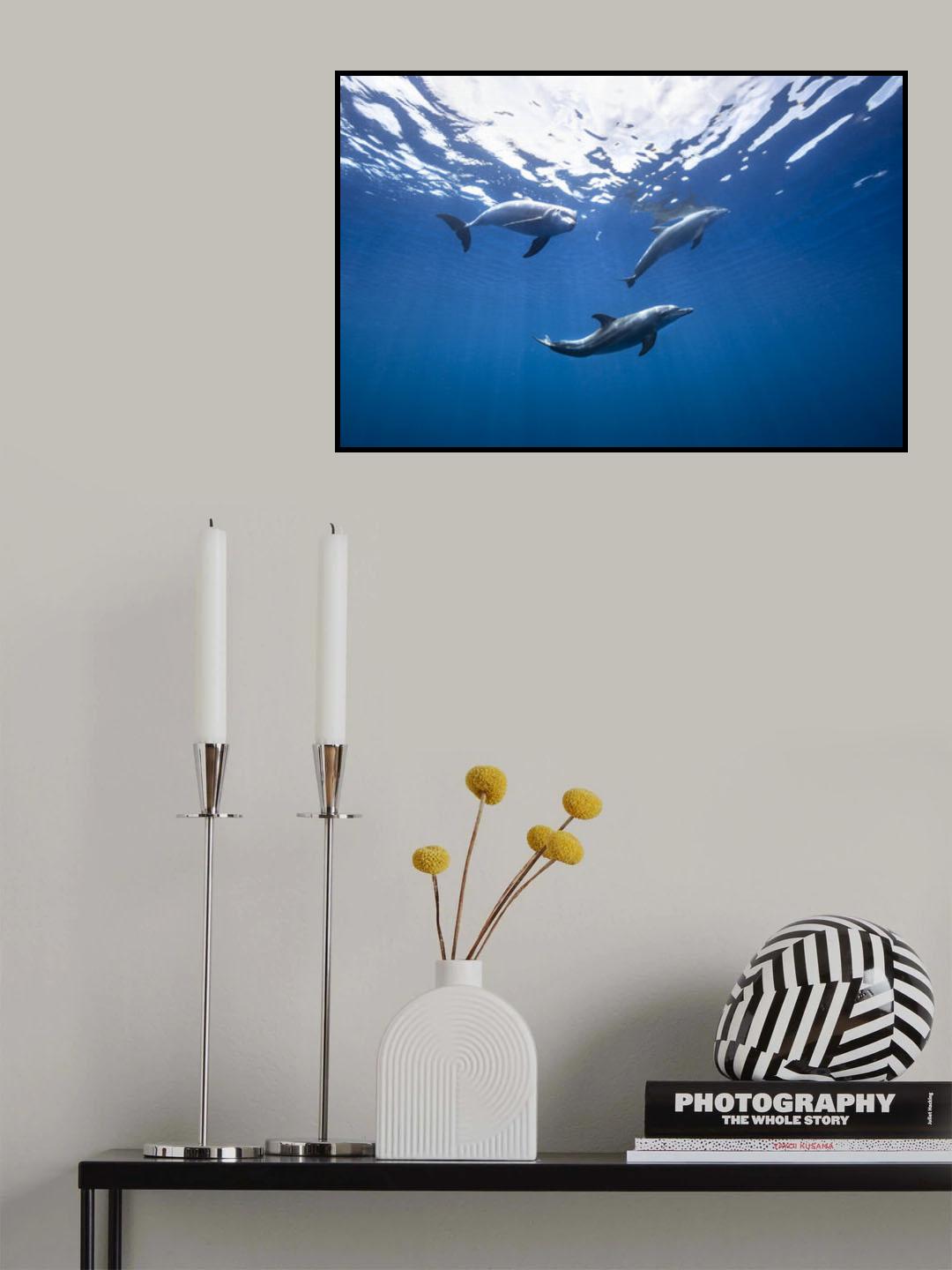 Bottlenose dolphin from Indian océan Poster och Canvastavla