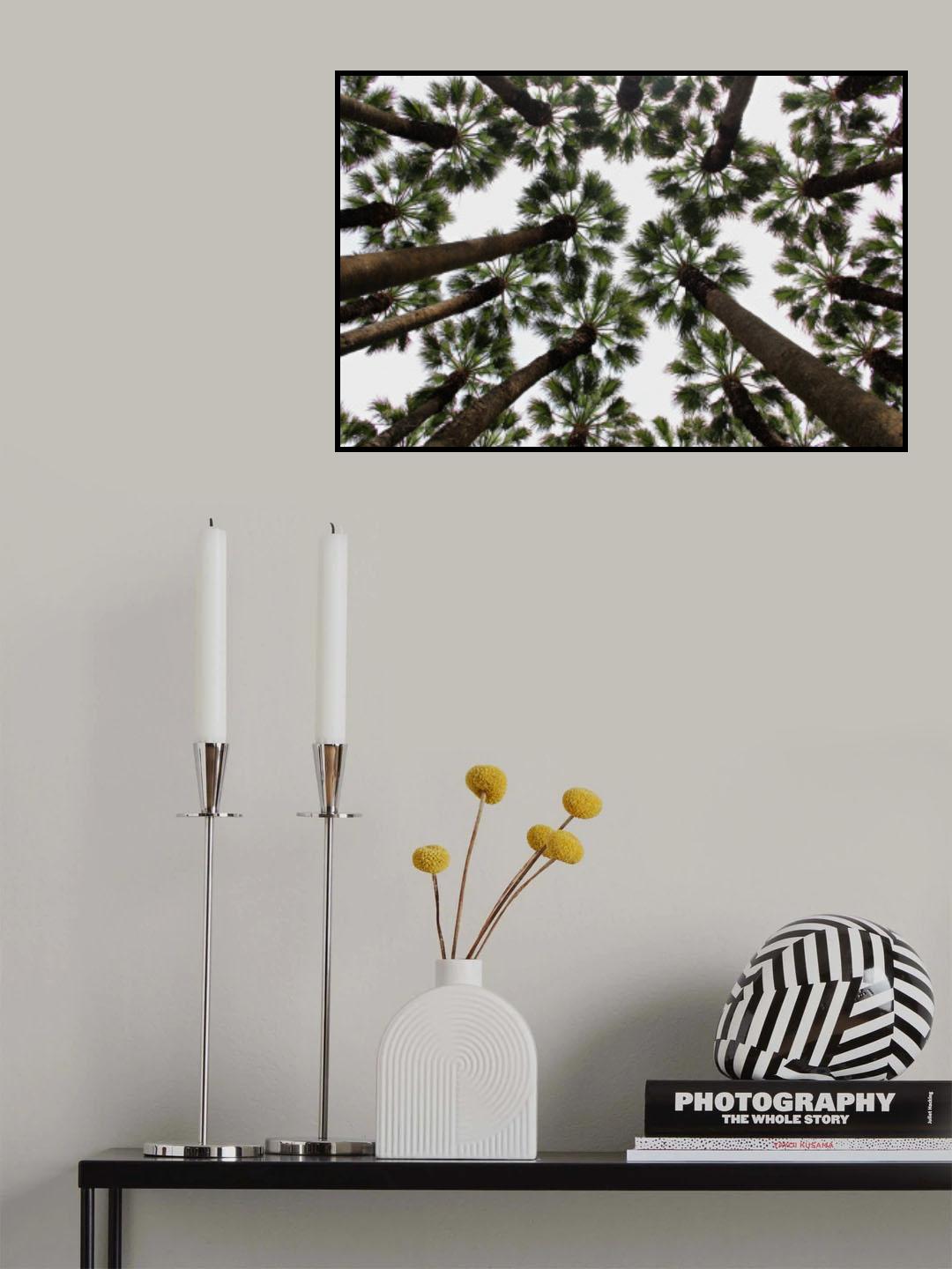 Trees Poster och Canvastavla