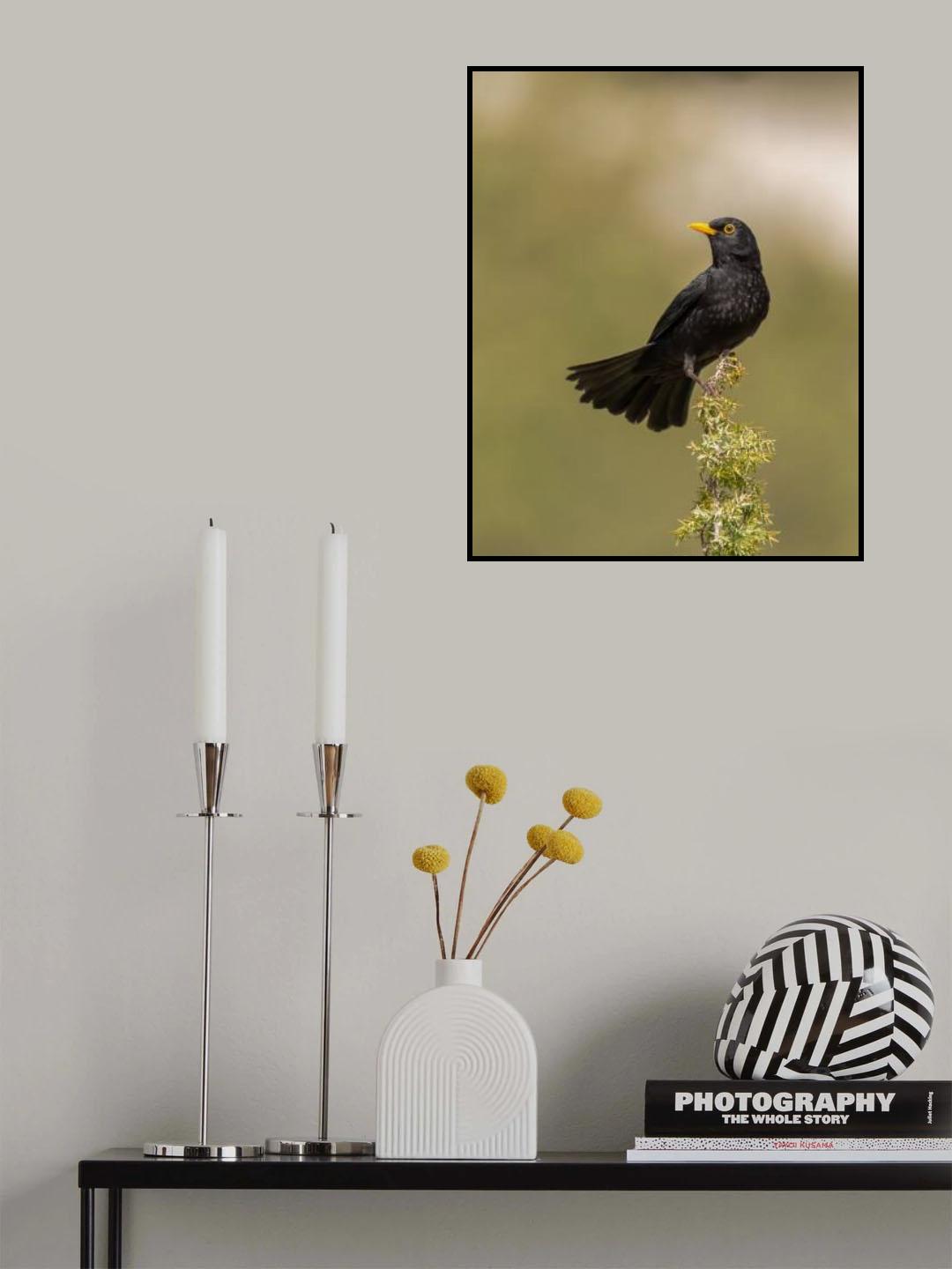 Common Blackbird Poster och Canvastavla