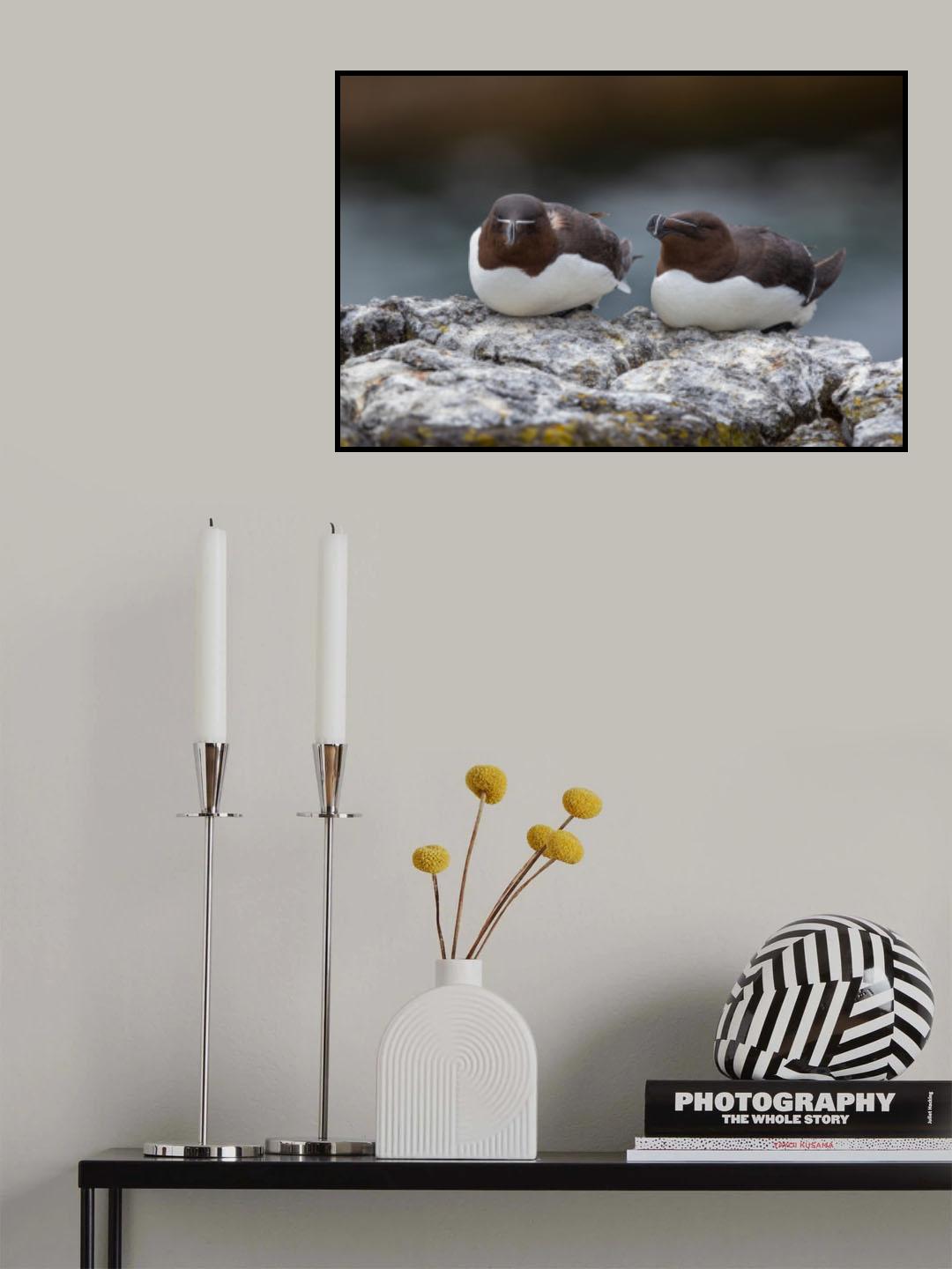 Alca torda Poster och Canvastavla