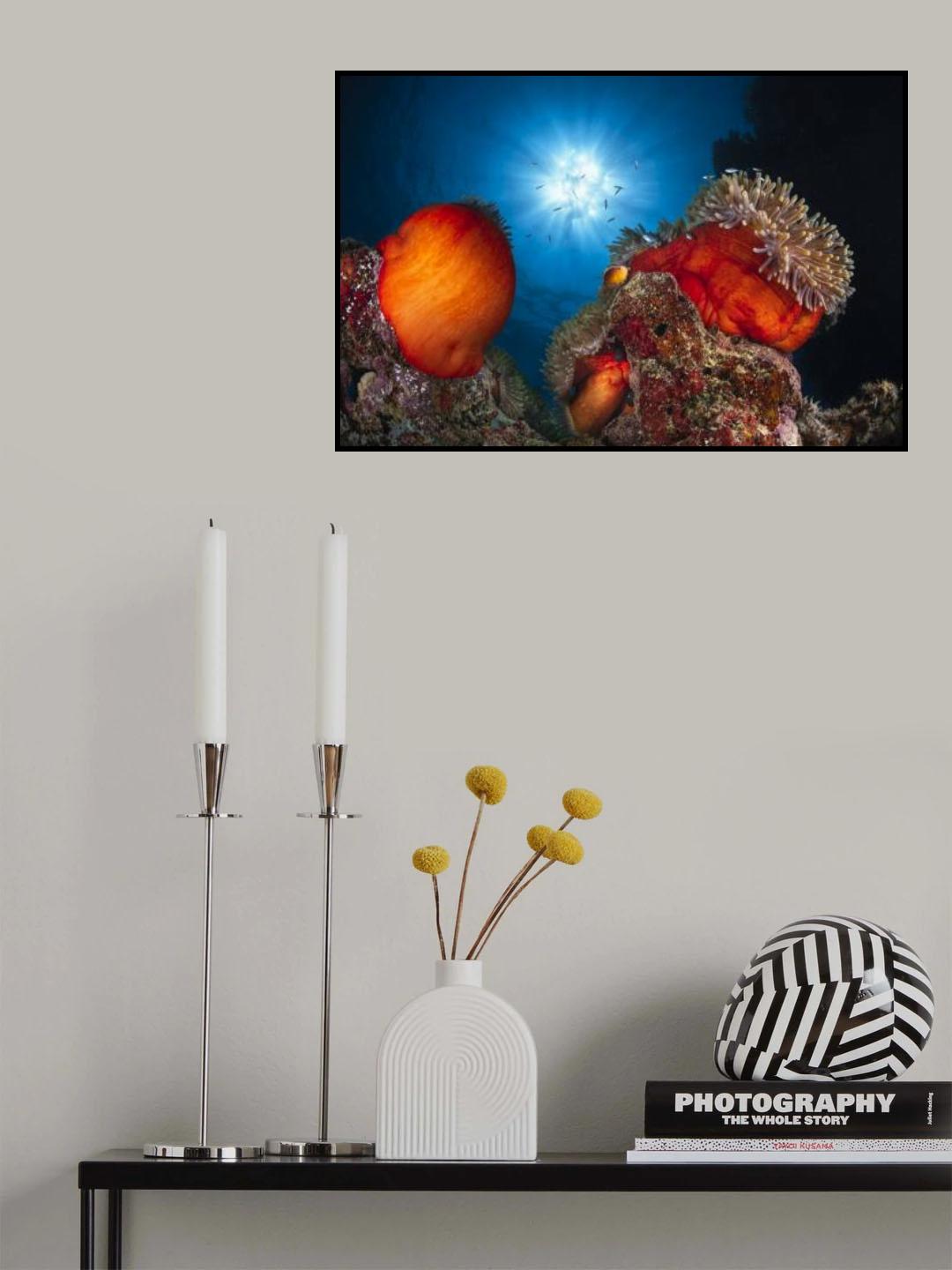 Sunlight Anemon Poster och Canvastavla