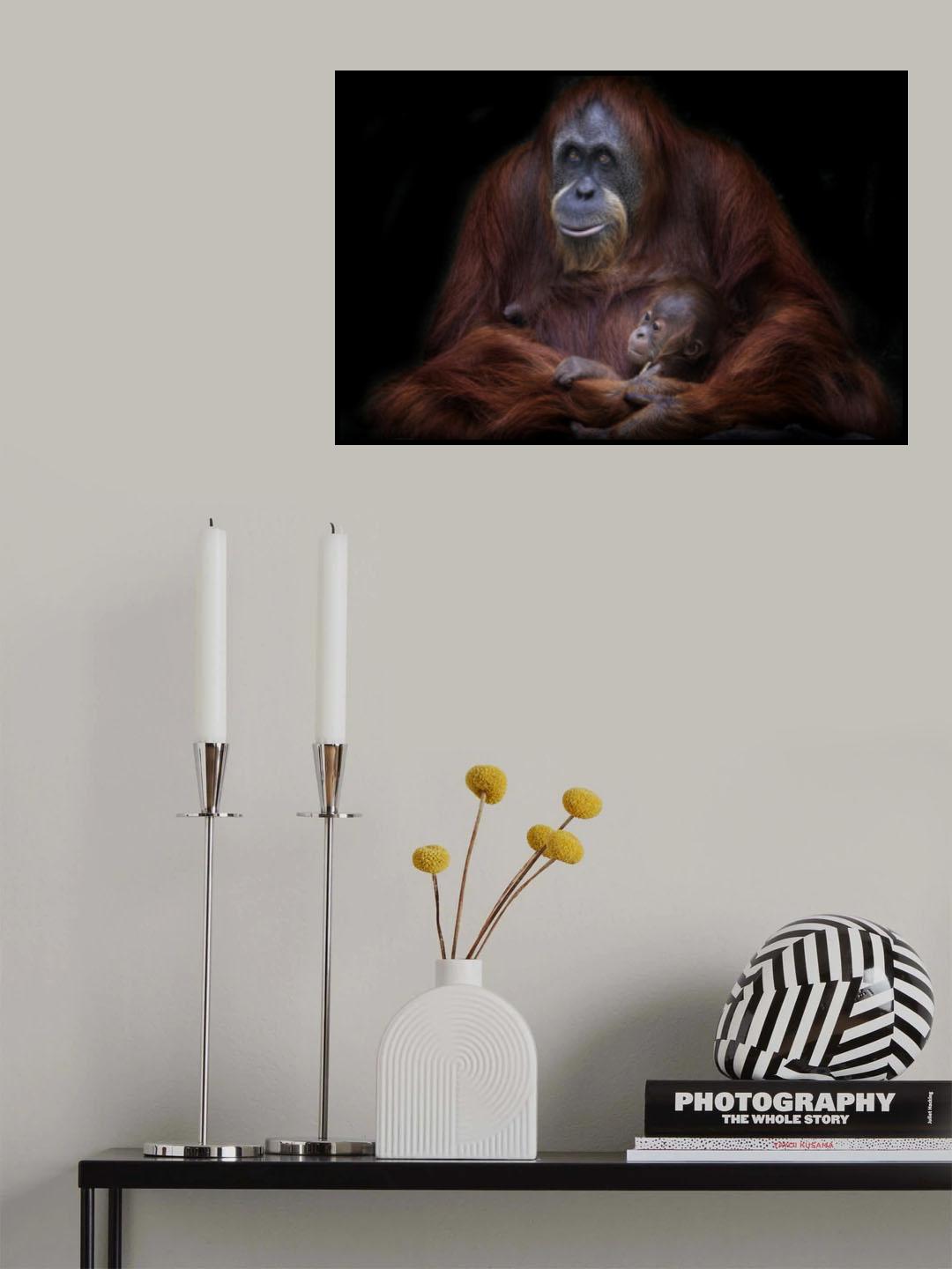 Orangutanes de Sumatra Poster och Canvastavla