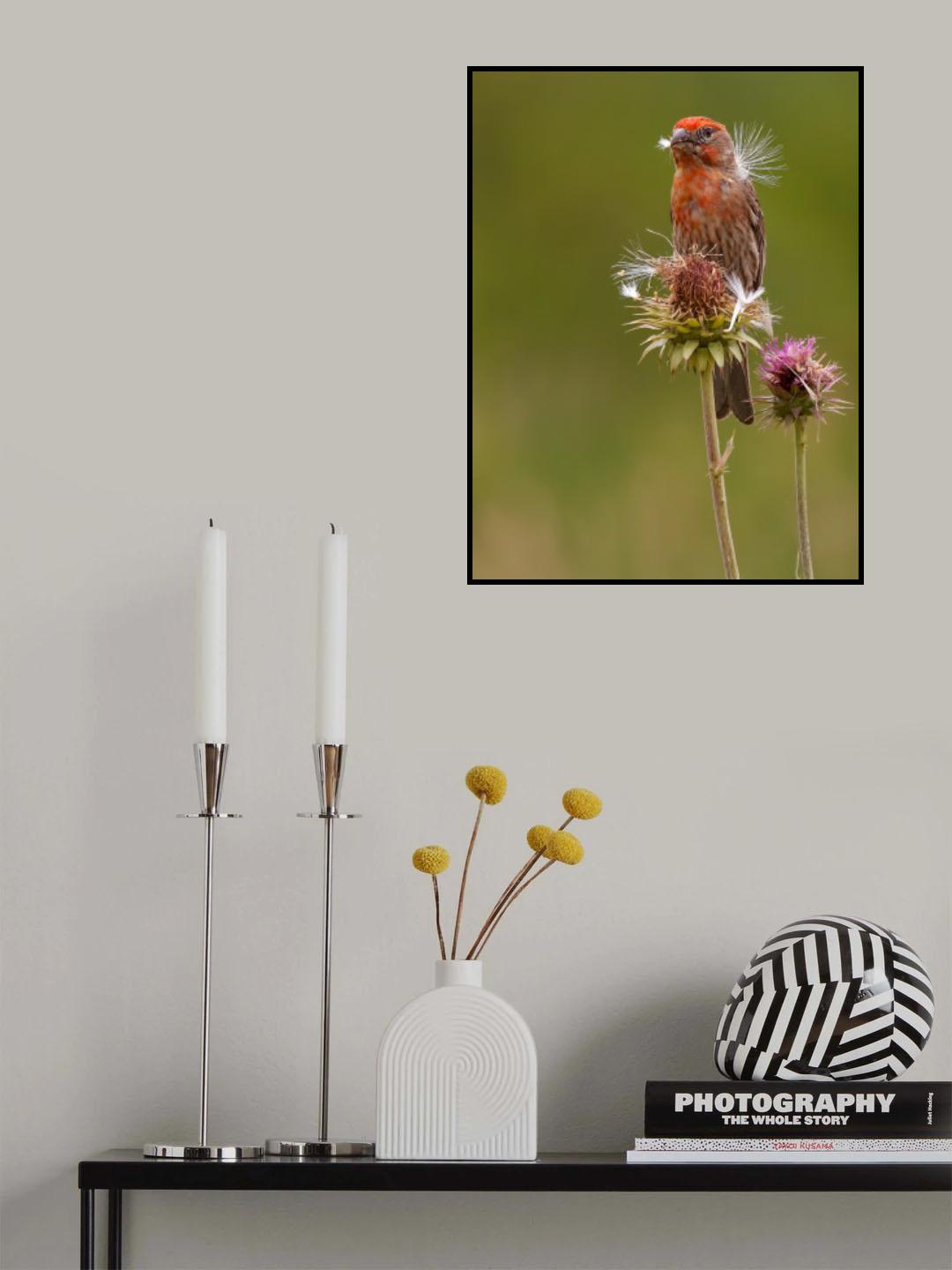 House Finch on a thistle Poster och Canvastavla