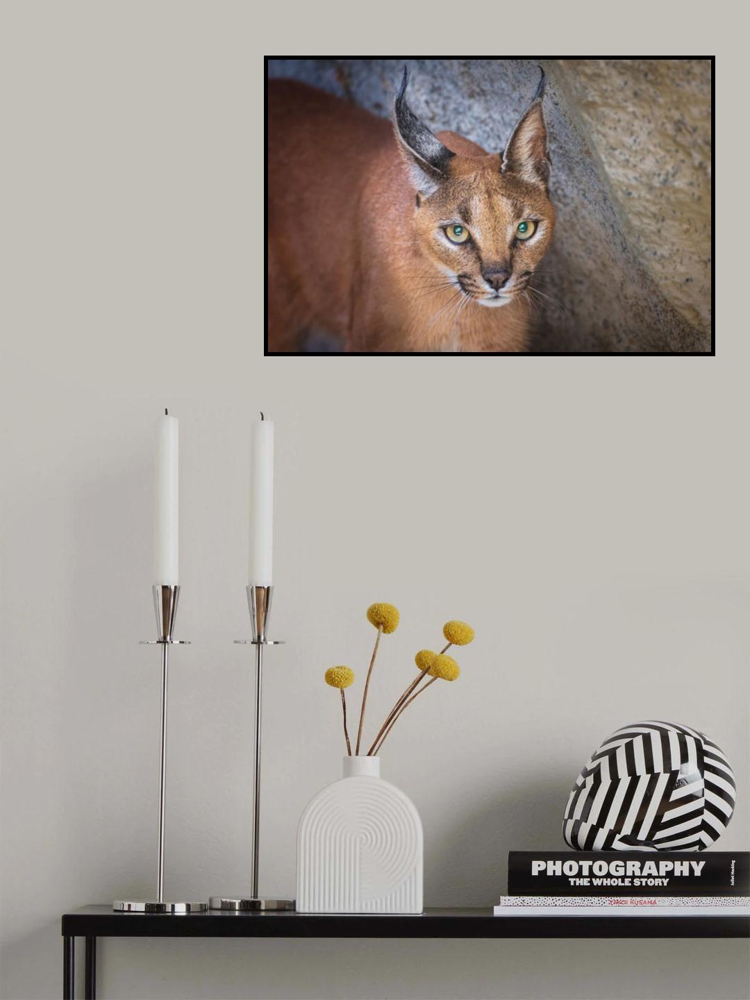 Caracal portrait Poster och Canvastavla