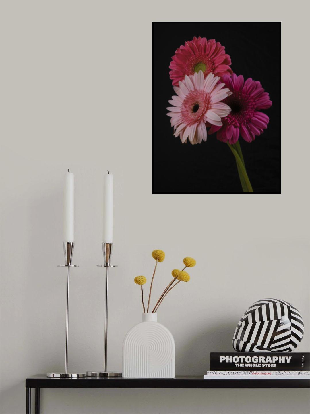 multicolored Gerbera flowers Poster och Canvastavla