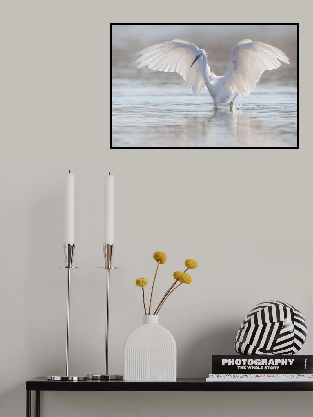 Little Egret fishing Poster och Canvastavla