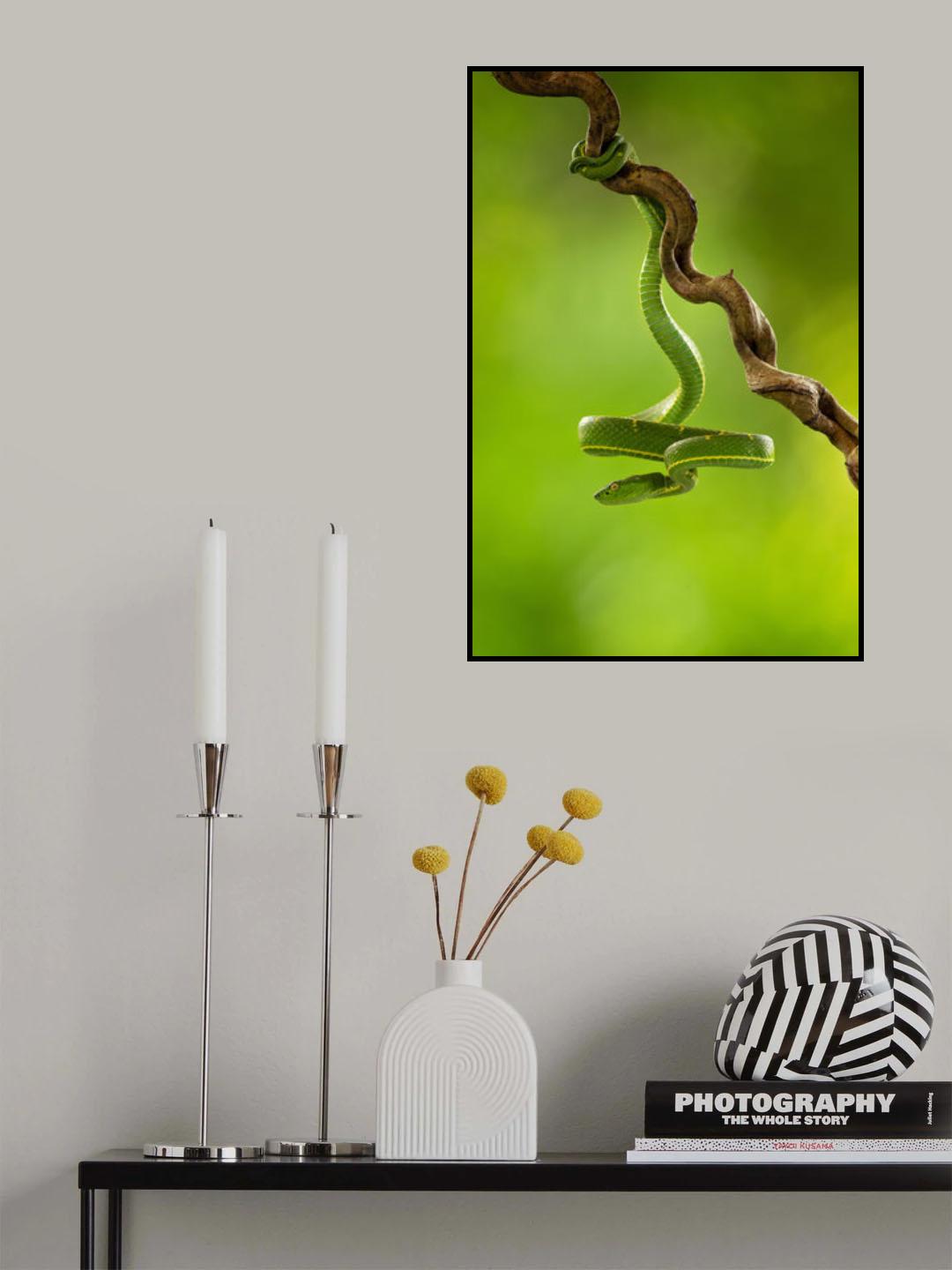 Side-striped Palm Pitviper Poster och Canvastavla