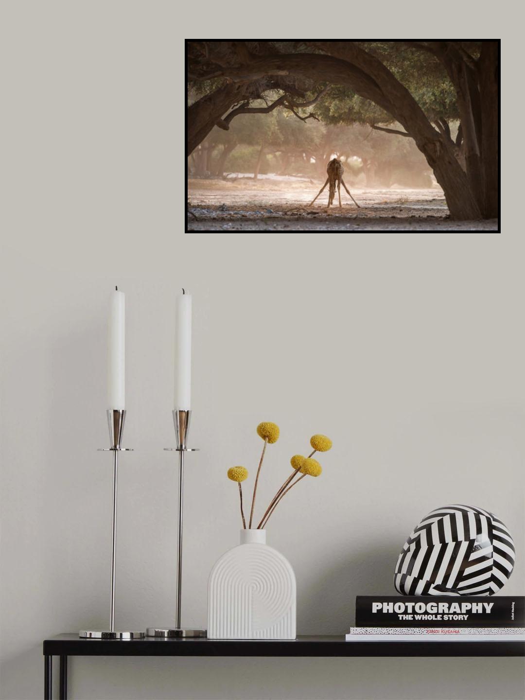 The drinking of the giraffe Poster och Canvastavla