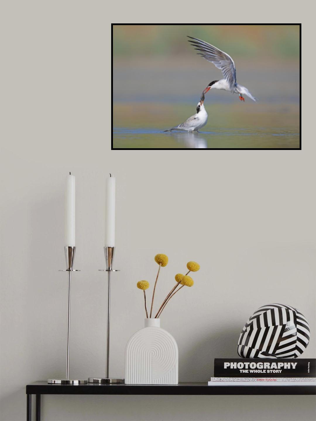 common Tern Poster och Canvastavla