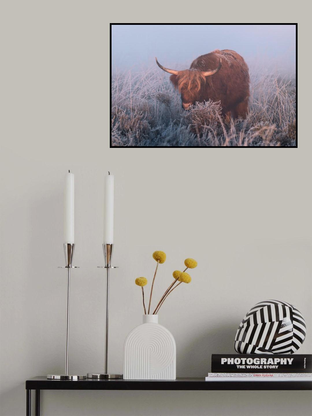 HIghlander in cold Sunrise. Poster och Canvastavla