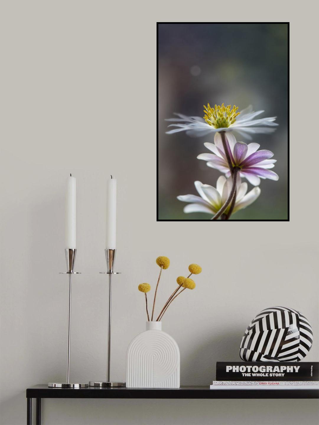 The Windflower Poster och Canvastavla