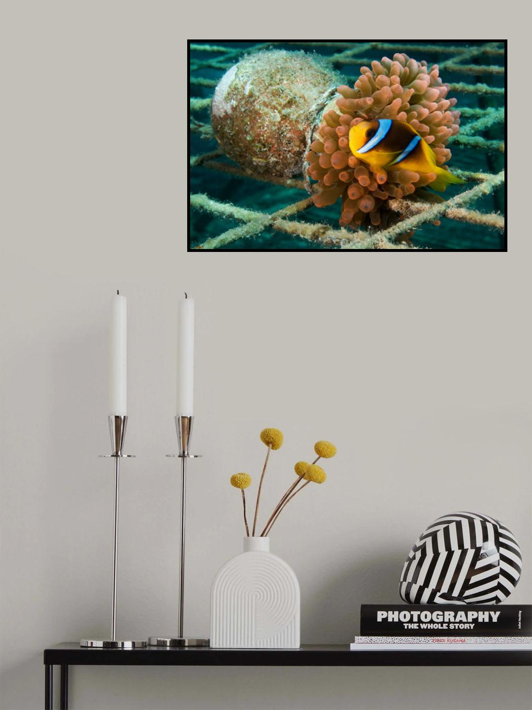 Vased Anemone Poster och Canvastavla