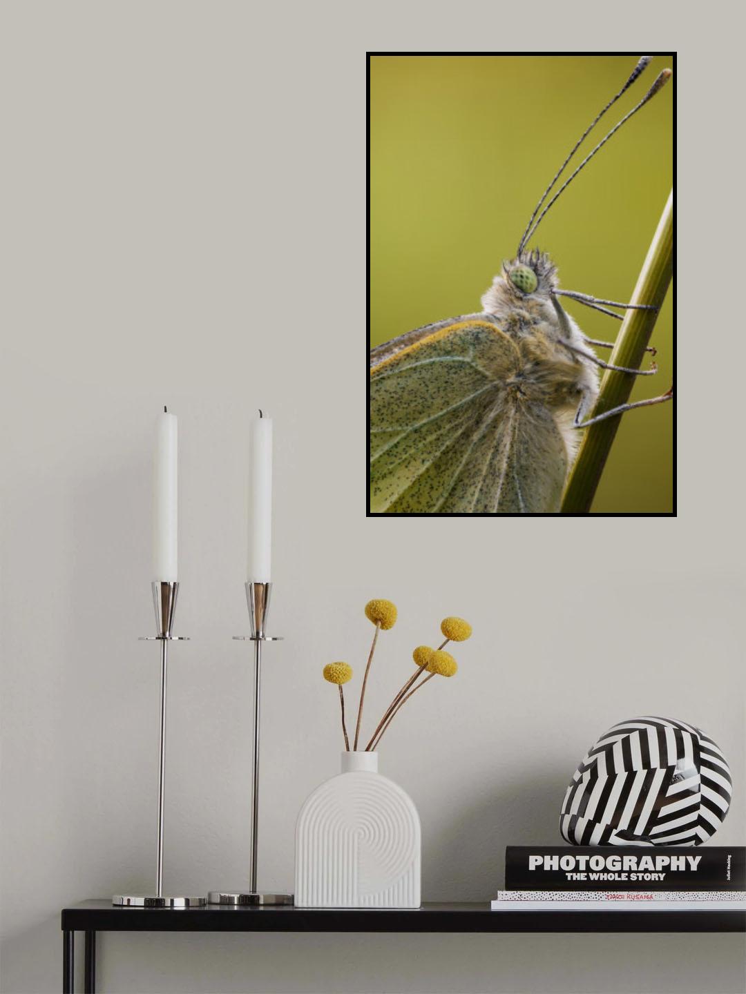 Close-up of a cabbage white Poster och Canvastavla