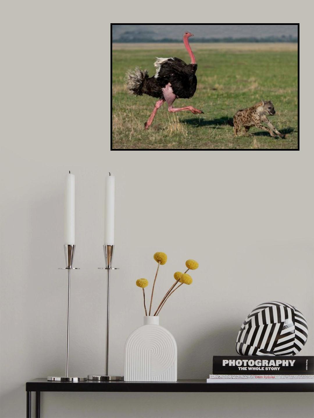 Chasing the Hyena Poster och Canvastavla