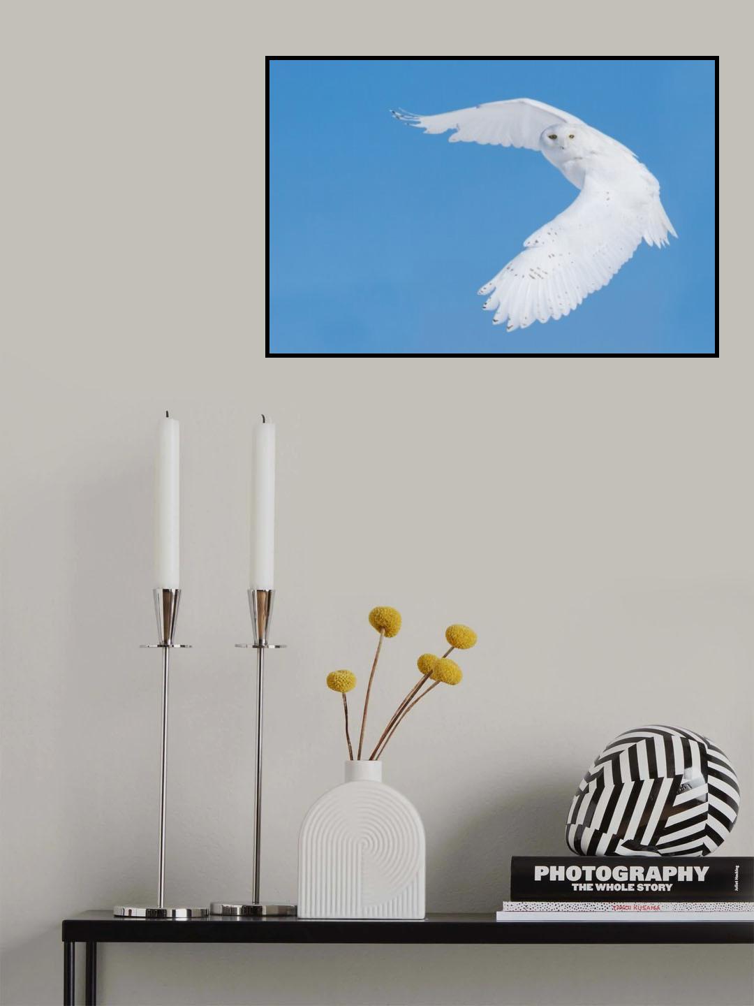 Hunting Snowy Owl Poster och Canvastavla