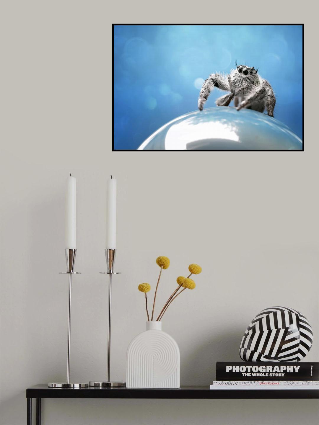 White Phidippus Poster och Canvastavla