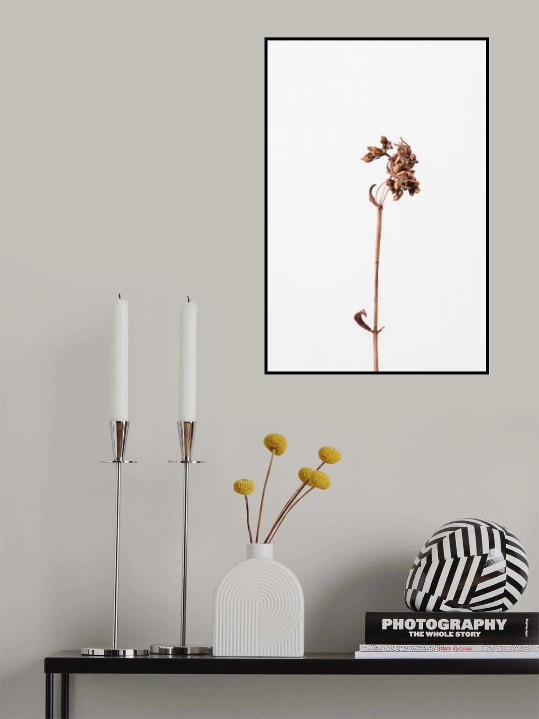 Dried brown plant_2 Poster och Canvastavla