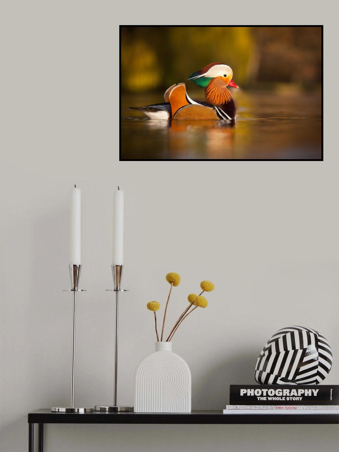Mandarin duck Poster och Canvastavla