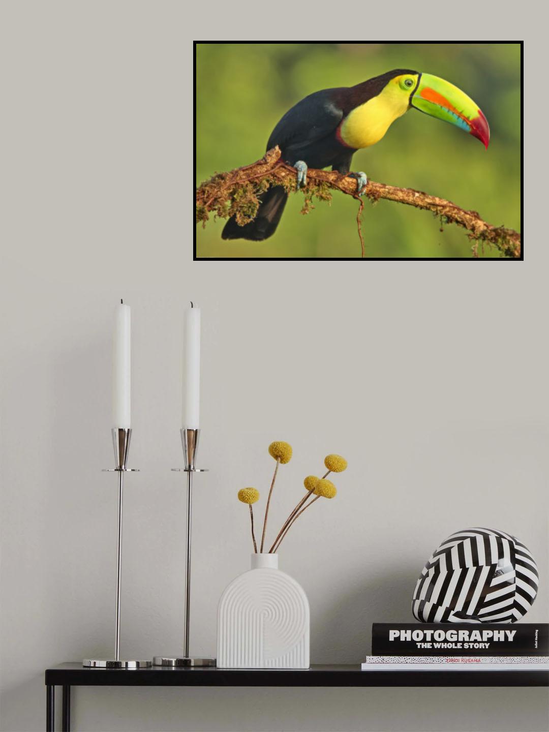 Tocan Poster och Canvastavla