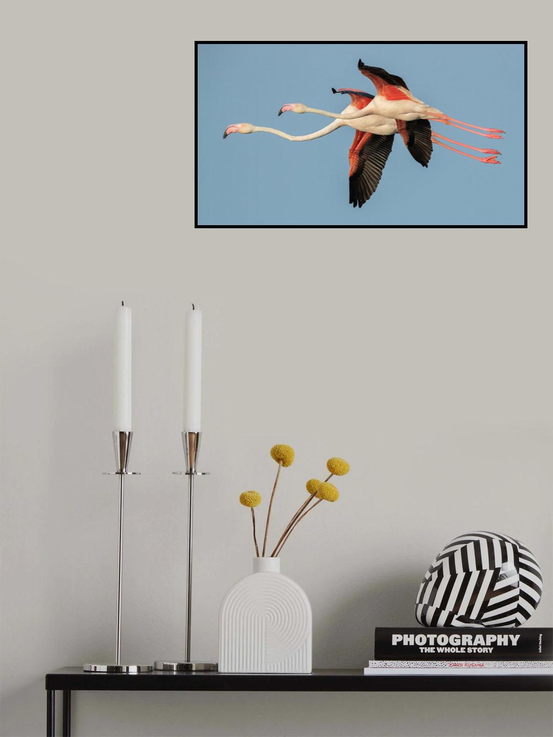 Flamingos in flight Poster och Canvastavla