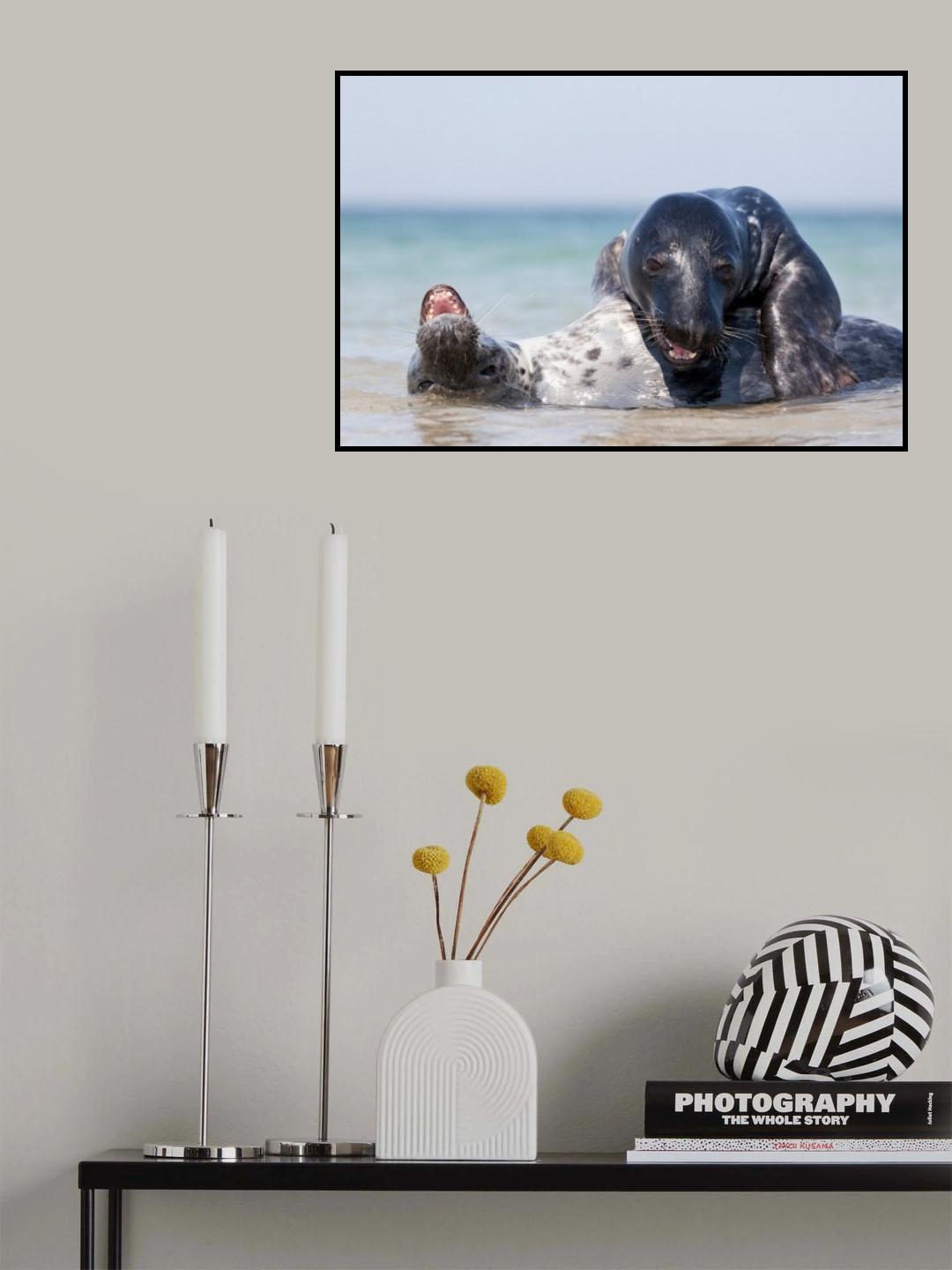 Mating seals Poster och Canvastavla