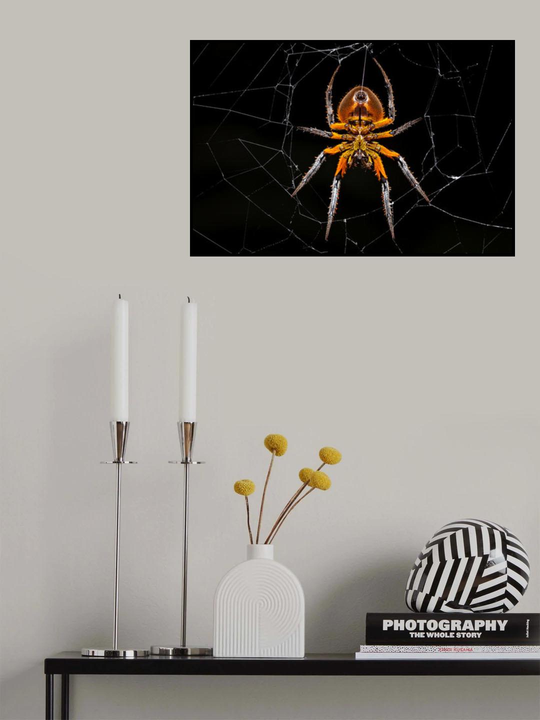 Tropical orb weaver Poster och Canvastavla