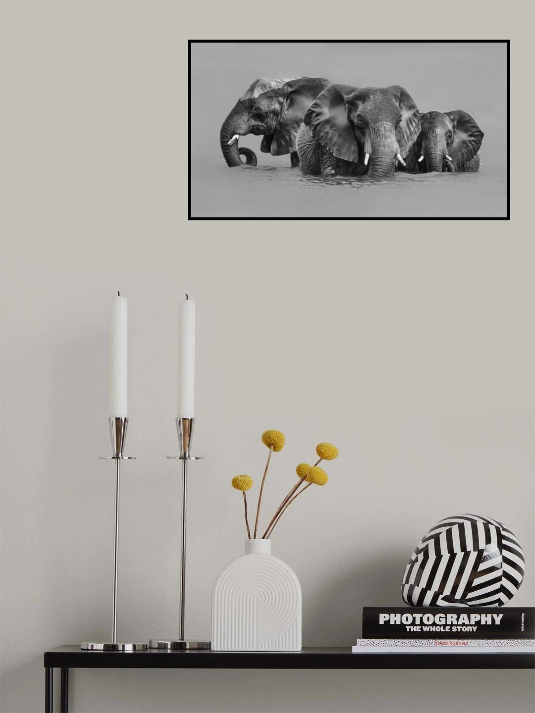 Elephant Crossing The River Poster och Canvastavla