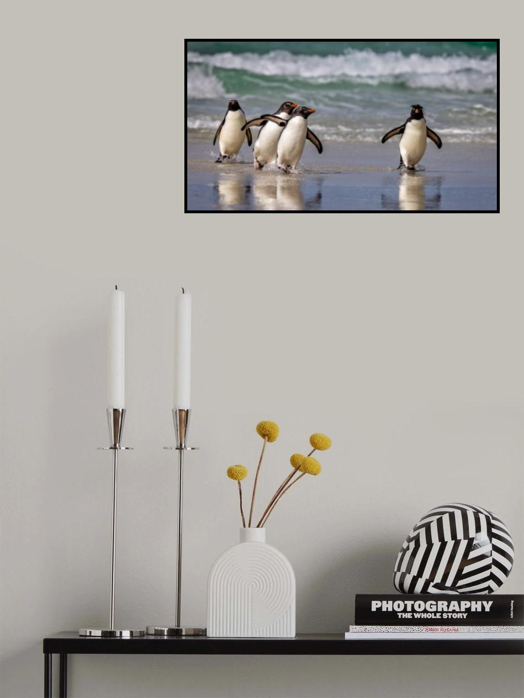 Rockhopper Pinguins just back from the Sea Poster och Canvastavla