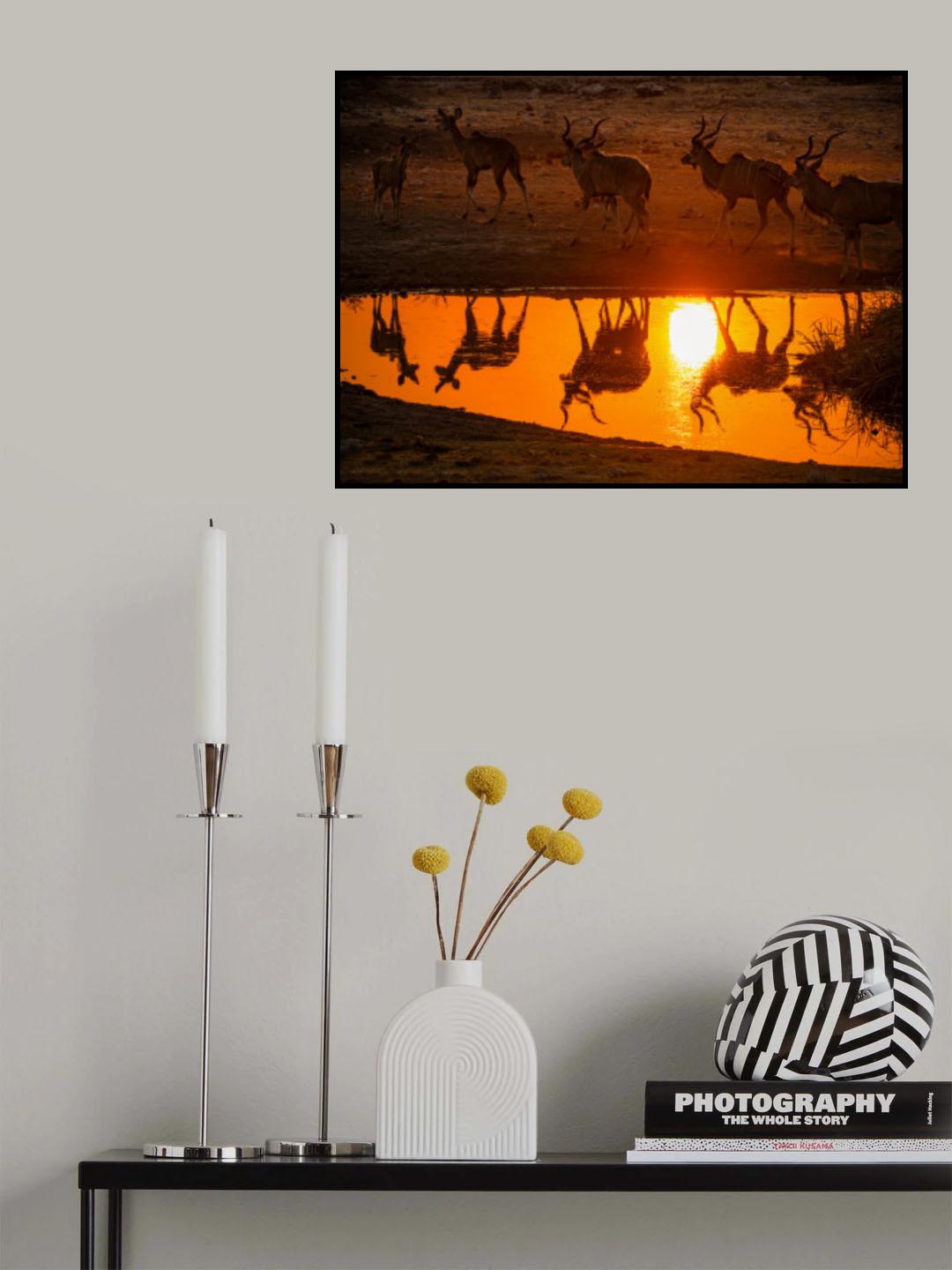 The Kudu at sunset drink Poster och Canvastavla