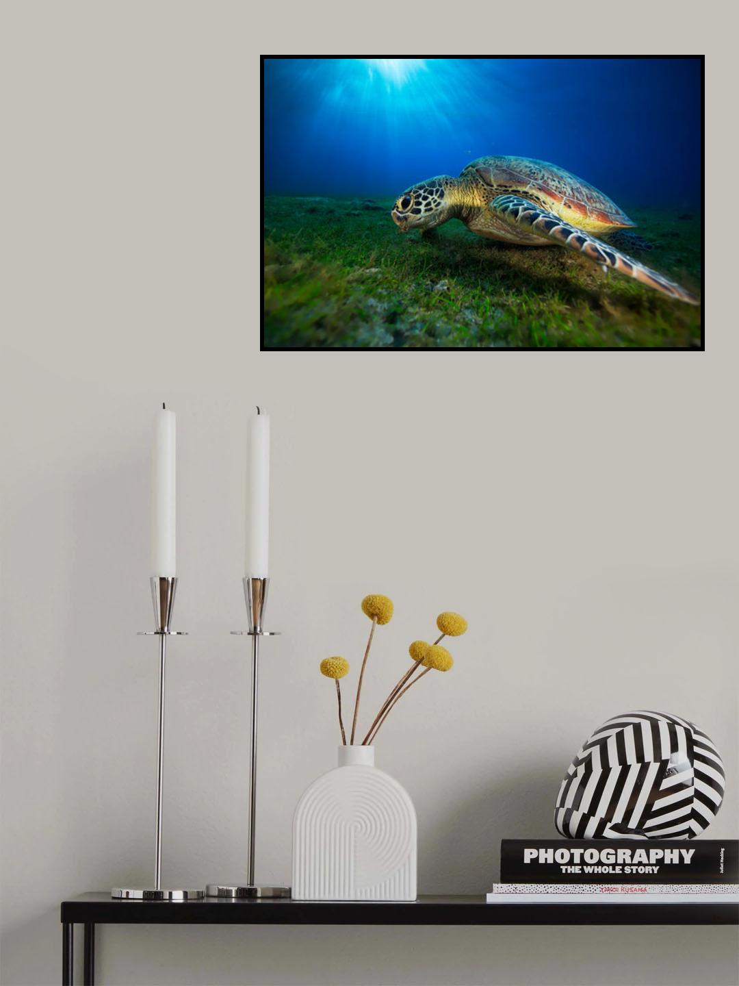 Green turtle Poster och Canvastavla