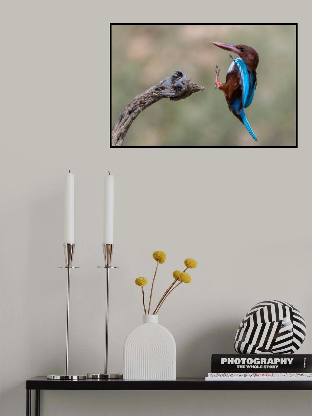 White-throated Poster och Canvastavla