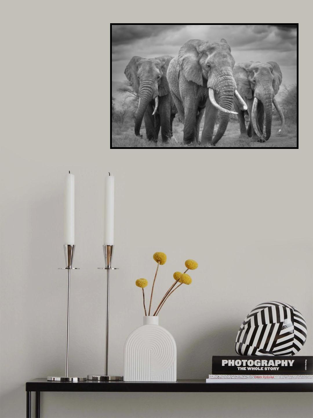 The Bull Trio! Poster och Canvastavla