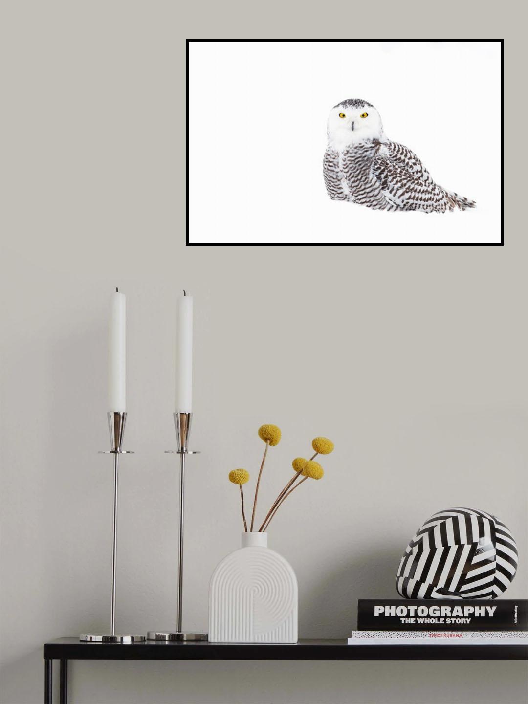 Snowy Owl in winter snow Poster och Canvastavla