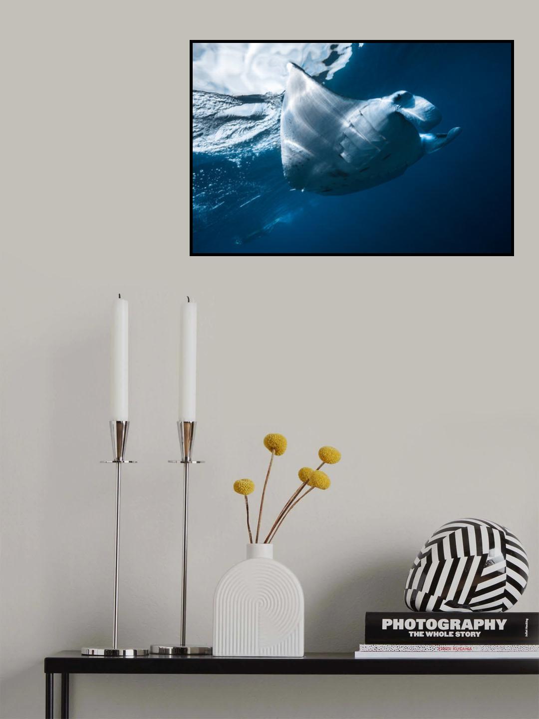 Flying Manta ray Poster och Canvastavla