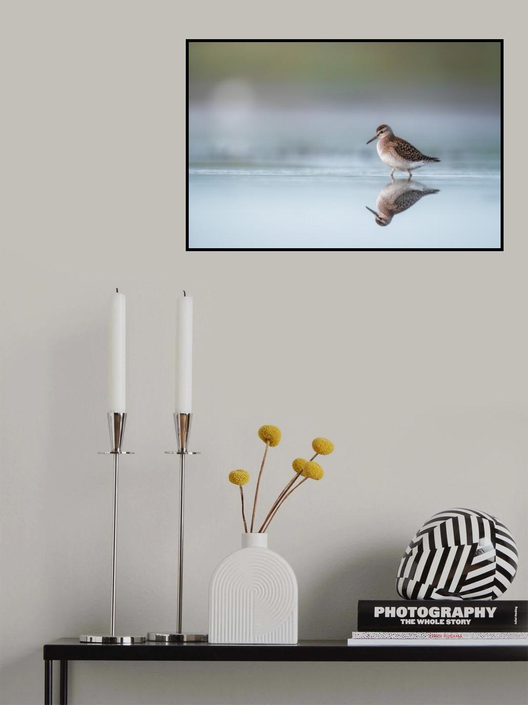 Wood sandpiper (Tringa Glareola) with reflection Poster och Canvastavla
