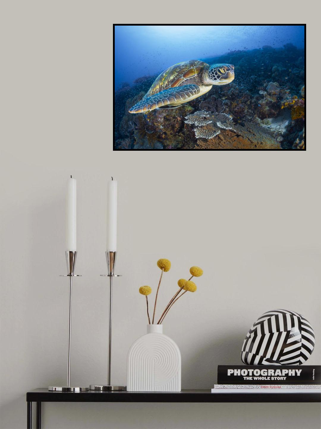 Green sea turtle from Raja Ampat Poster och Canvastavla