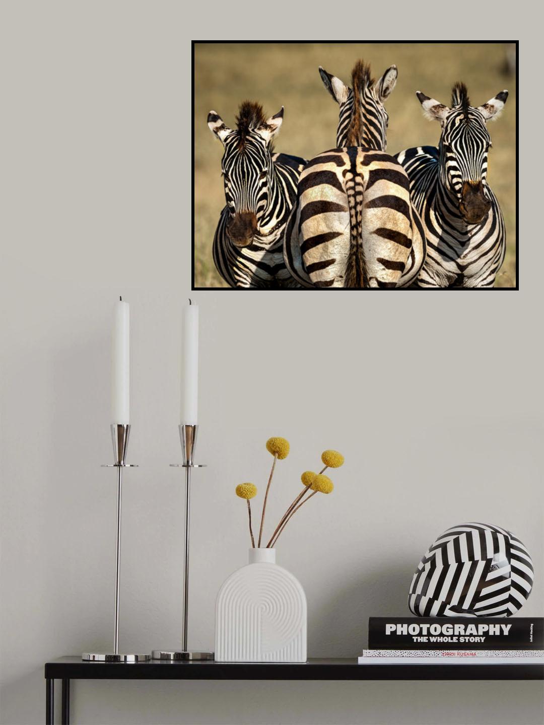 Zebra Poster och Canvastavla