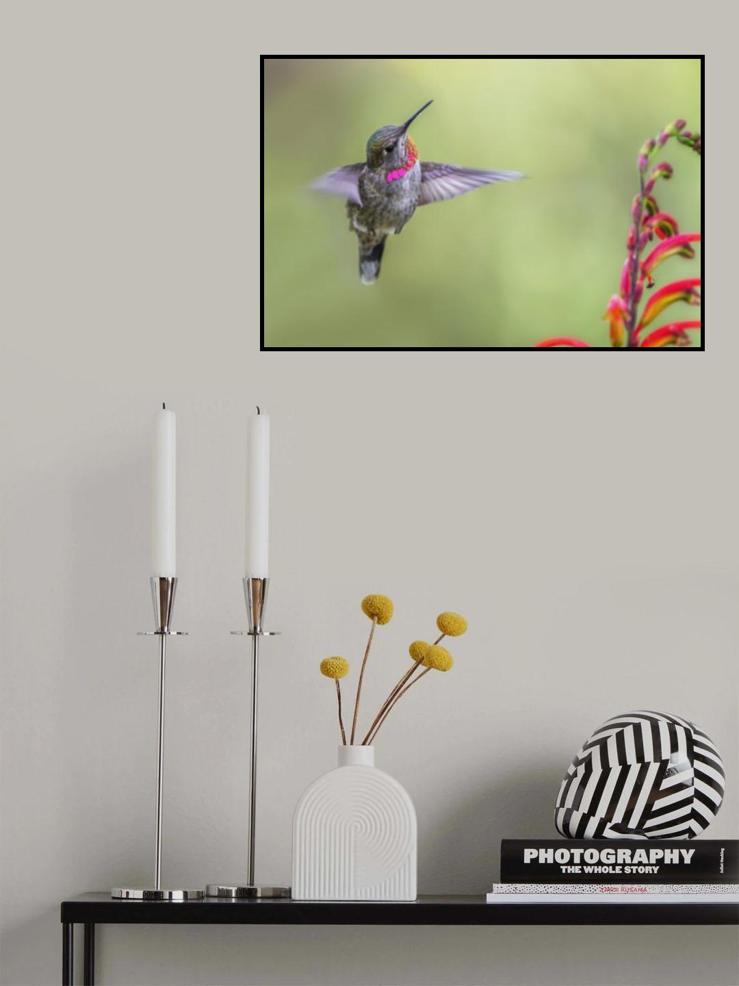 Hummingbird Poster och Canvastavla