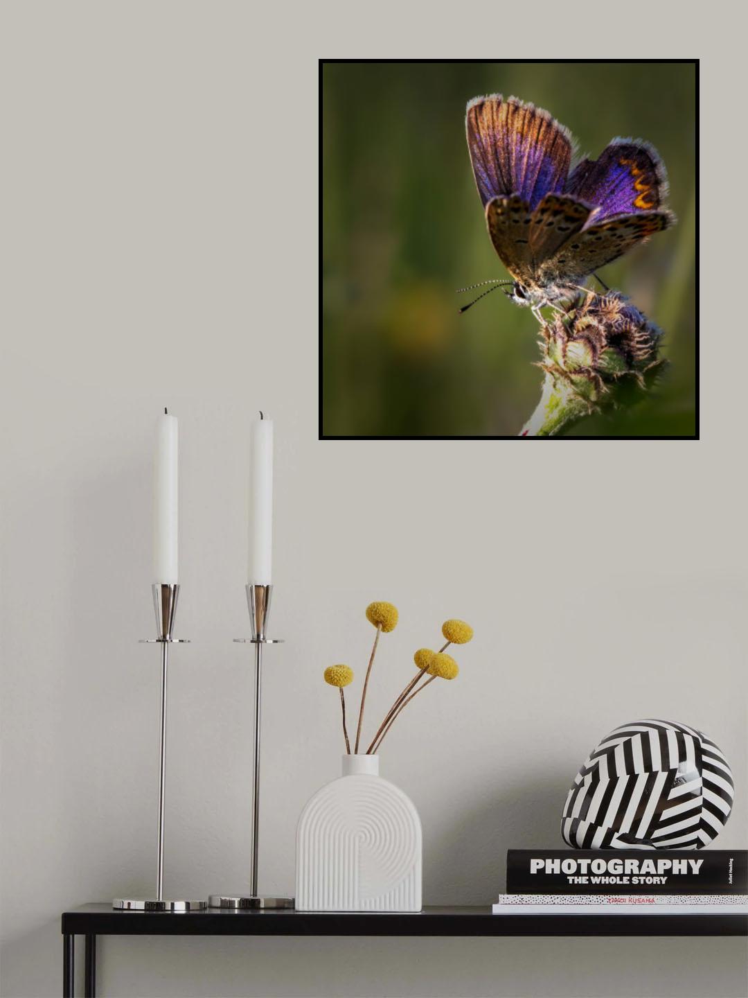 Glittering Poster och Canvastavla