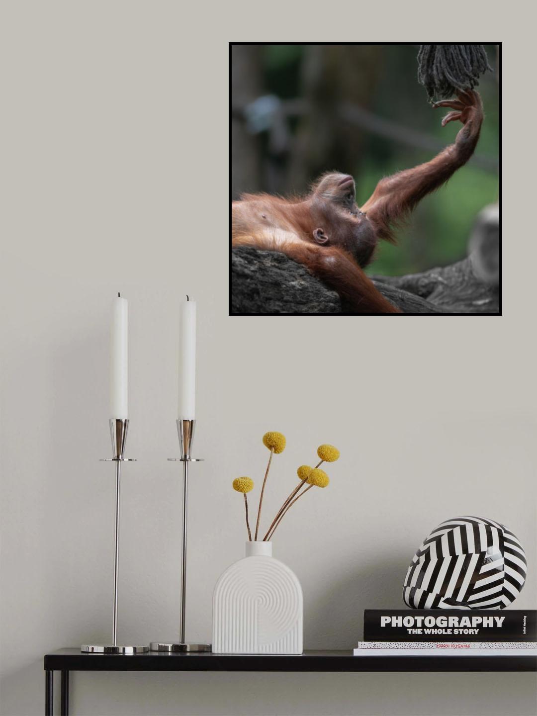 Orangutan baby "Sat-Chit-Ananda" - " bliss" Poster och Canvastavla